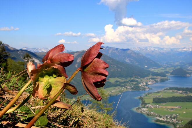 Die obligaten roten Schneerosen am Aussichtsplatzerl