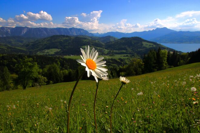 Ins Land eini schau'n...