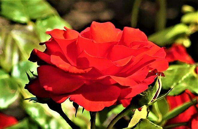 überall blühen Rosen...