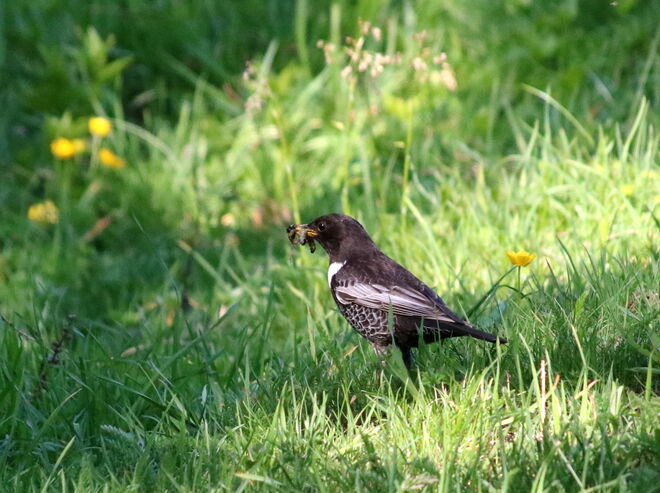 Drossel mit Leckerbissen im Schnabel