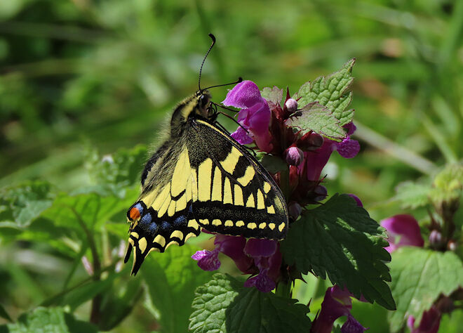 Schwalbenschwanzfalter