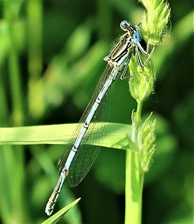 filigran am Grashalm