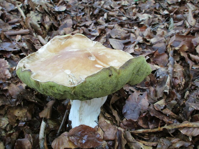 Ungewöhnlich großer Steinpilz