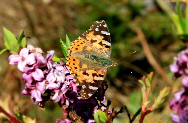 Distelfalter am Seidelbast