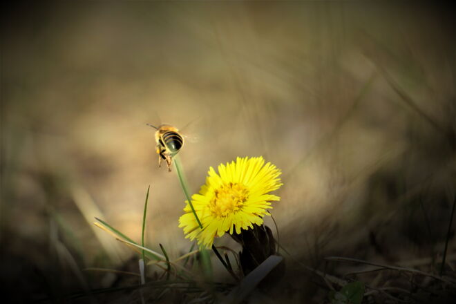 Besuch beim Huflattich