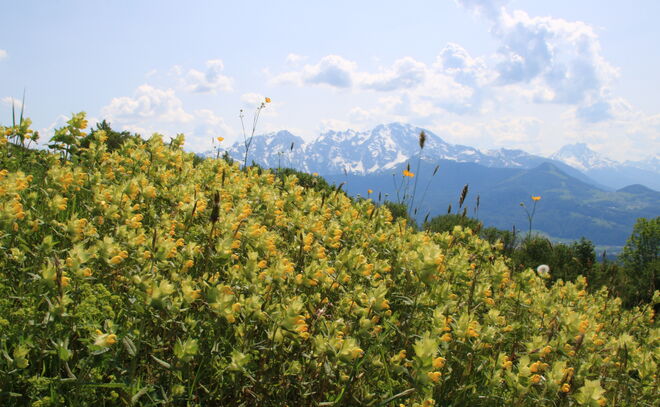 Eine Wiese voll Zottigem Klappertopf