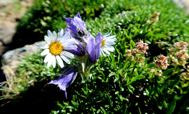 Eng miteinander verschlungen