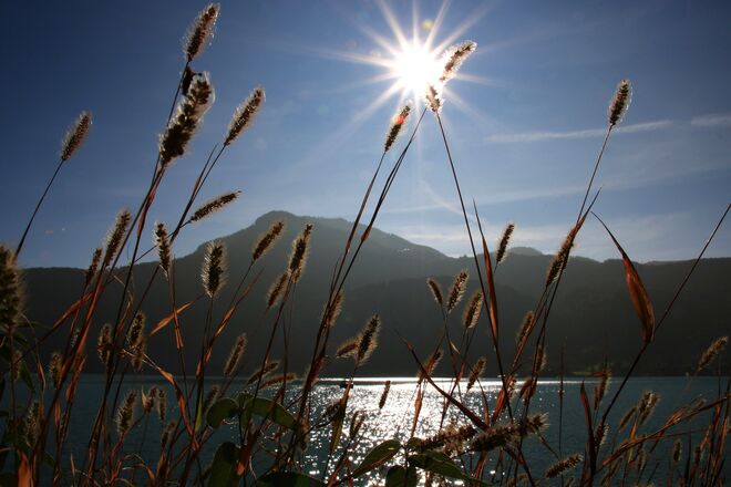 Herbstgräser am Ufer