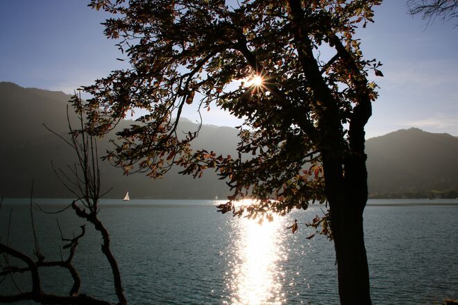 Herbstbaum am Ufer in der Abendsonne