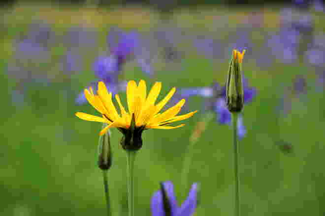 Ein leuchtender Wiesenbocksbart inmitten der Iris