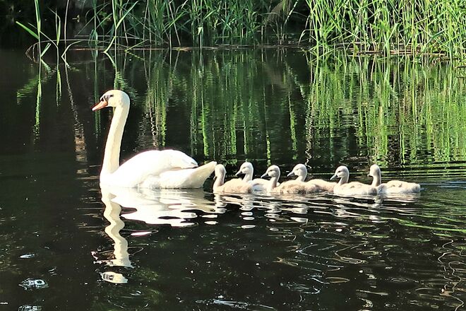 immer in der Reihe bleiben