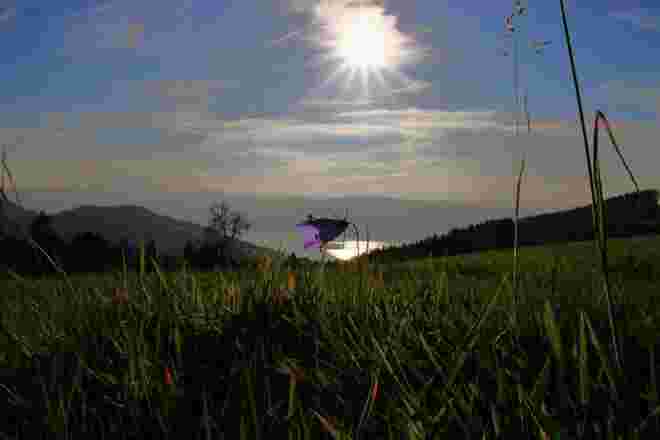 Die kleine Glockenblume wiegte sich im herbstlichen Abendwind