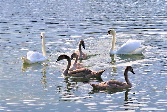 Familie Schwan