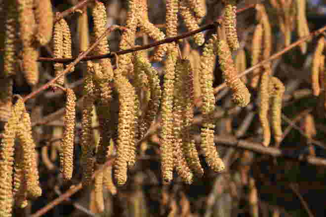 Hasel-Blüte