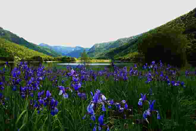Noch eine Iris-Impression