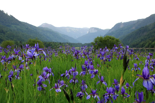 Blaue Iris am Hintersee