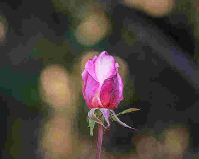 Im Novemberlicht