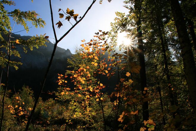 Buntes Herbstlaub erfreut im Wald