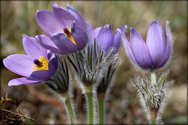 * Schönheit mit vielen Namen *