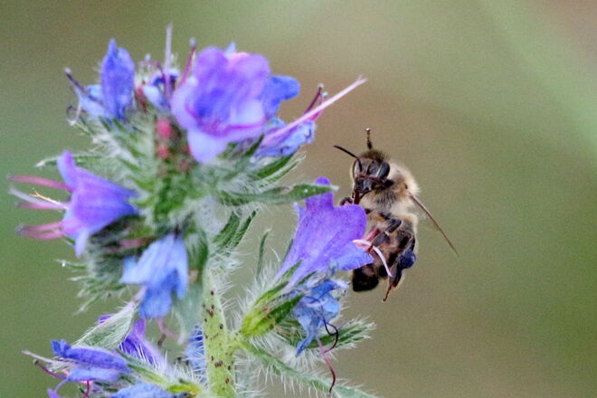"Nektar aus dem blauen Natternkopf schmeckt wohl gut"