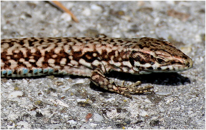 * kleiner Dino unterwegs *