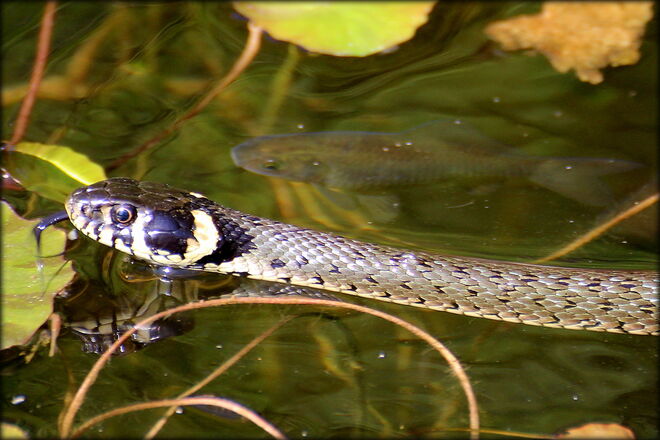 * Wettschwimmen mit der Beute  ;) *