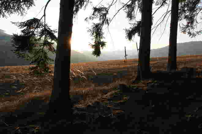 Späte Sonne am Waldrand