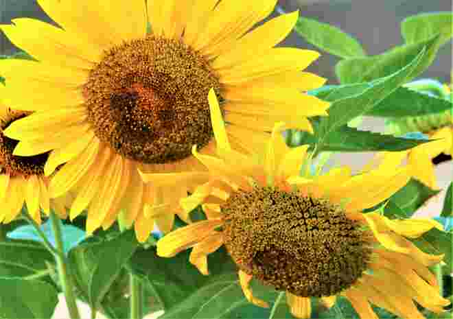 Sonnenblumenduo