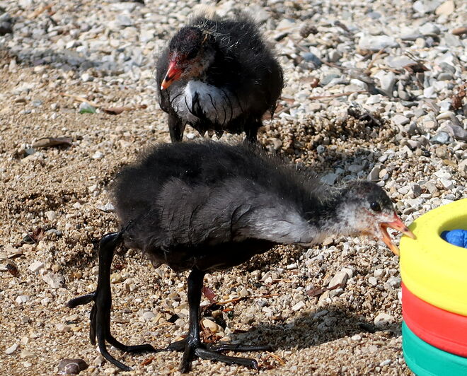 Oh, und ich dachte, das wär köstliches Futter!