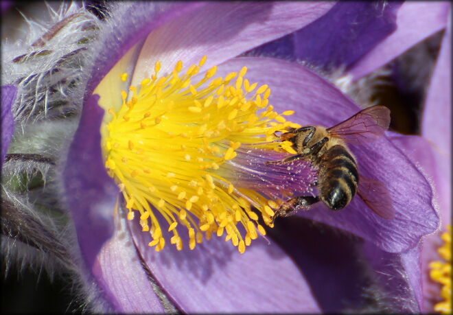 * Frühlingsbeginn *