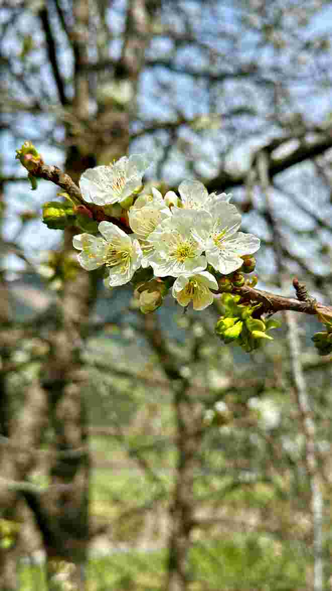 Frühling im Pinzgau