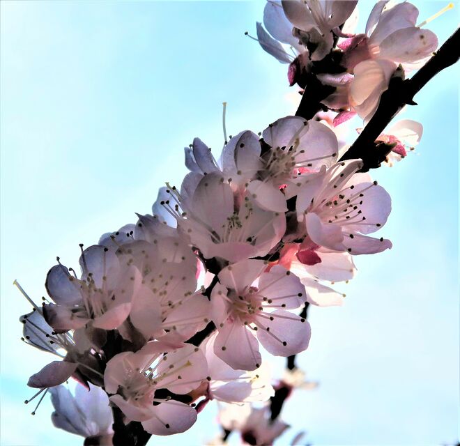 Marillenblüte