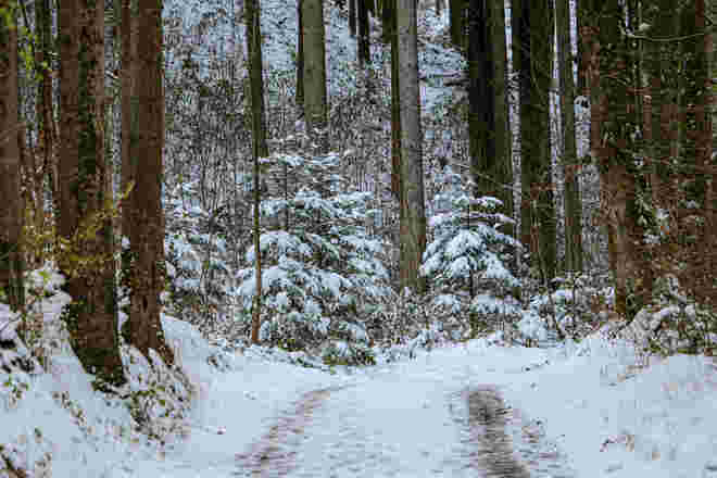 Verschneiter Wald...