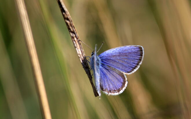 Er träumt vom Sommer 