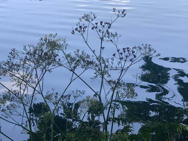 Natur am Lepiweiher -Spot2