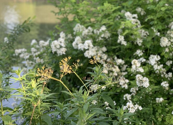 Natur am Lepiweiher - Spot1