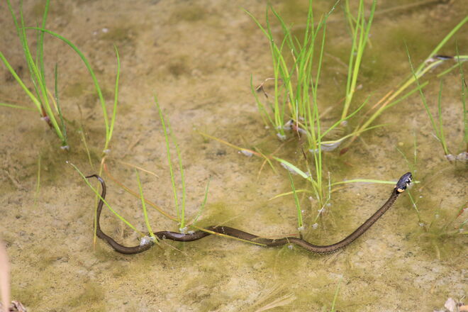 Nichts für schwache Nerven.....