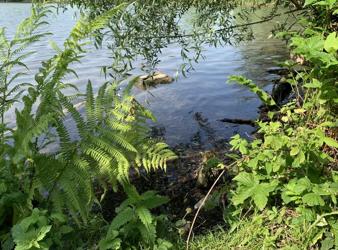 Natur am Lepiweiher - Spot3