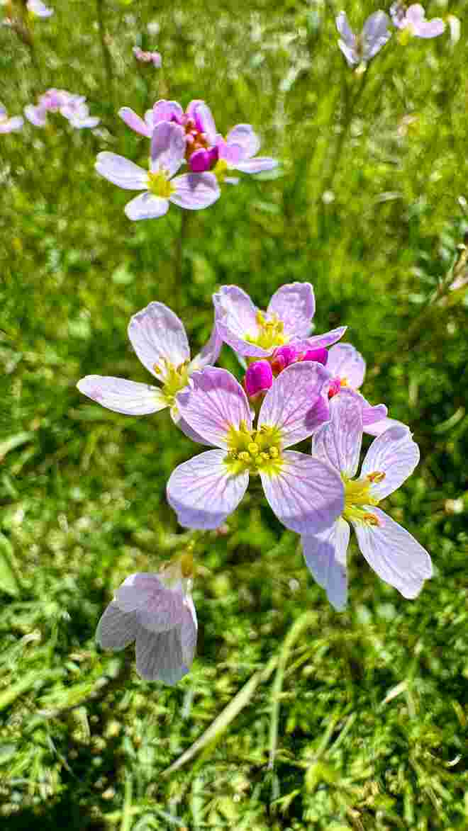 Frühling auf den Feldern
