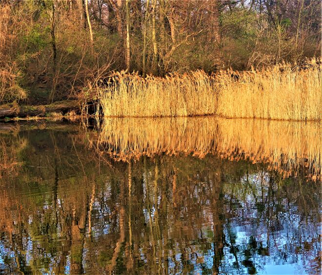 Morgenbetrachtung in den Praterauen