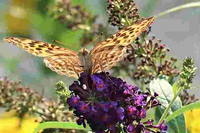 Sommerfliederbesuch