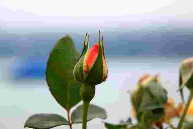 Rosenknospe im Oktober