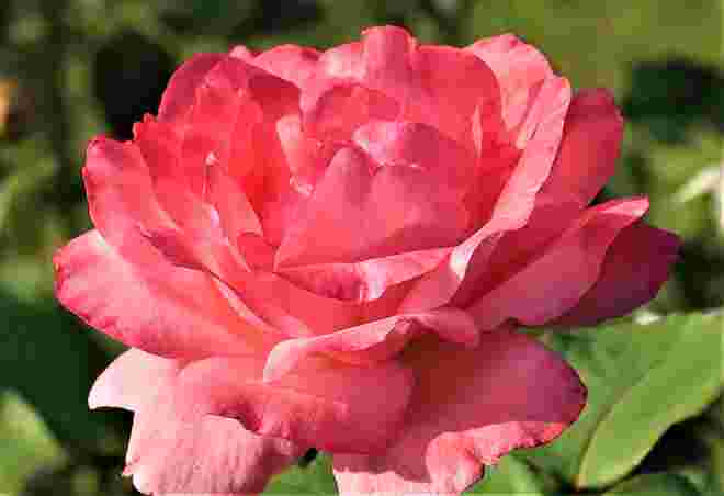Rosengruß