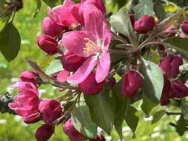 Herrliche Blüten