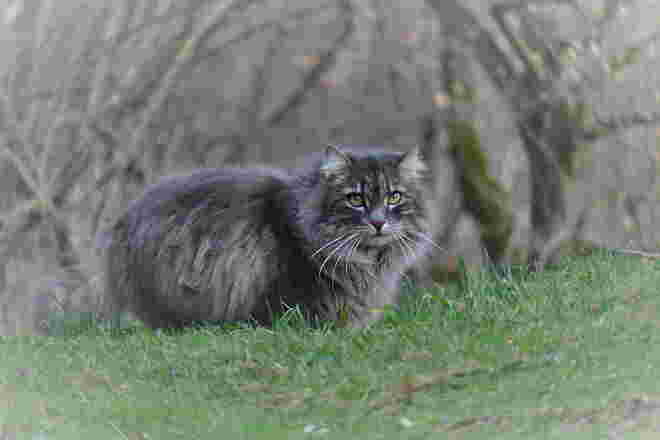 Grautigerchen im Winterkleid  ????