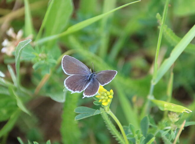 Bläuling kurzschwänziger