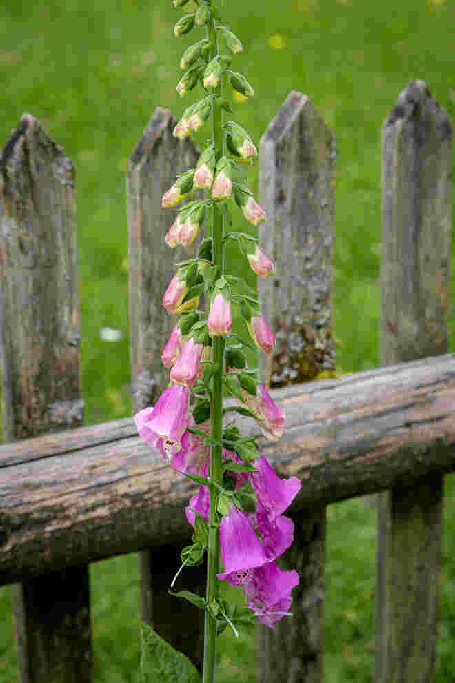 Wild-romantisch...
