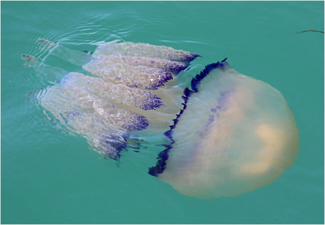 * unzählige Quallen... *