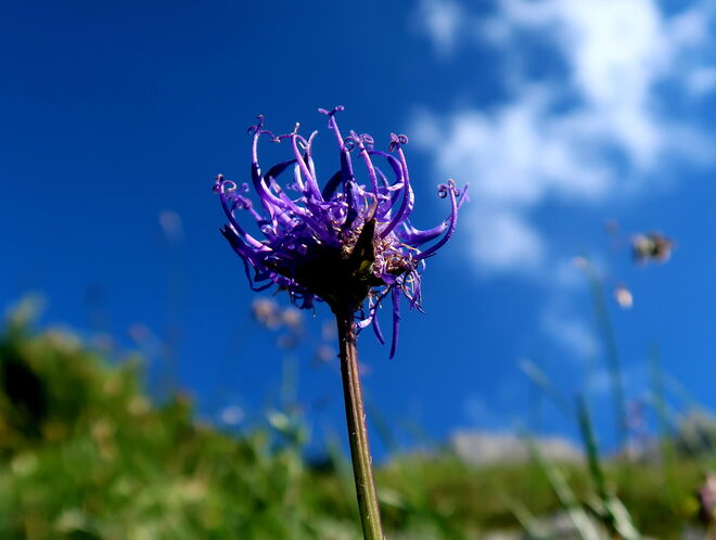 Die Teufelskralle streckt sich zum  blauen Himmel