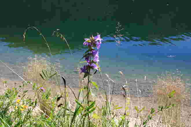 Glockenblumen und Gräser am Ufer